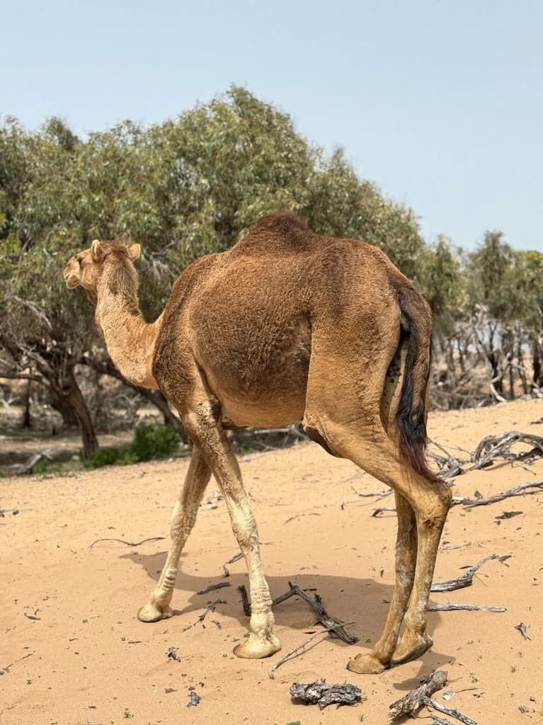 Camel walking past argan trees on sandy trail near Essaouira