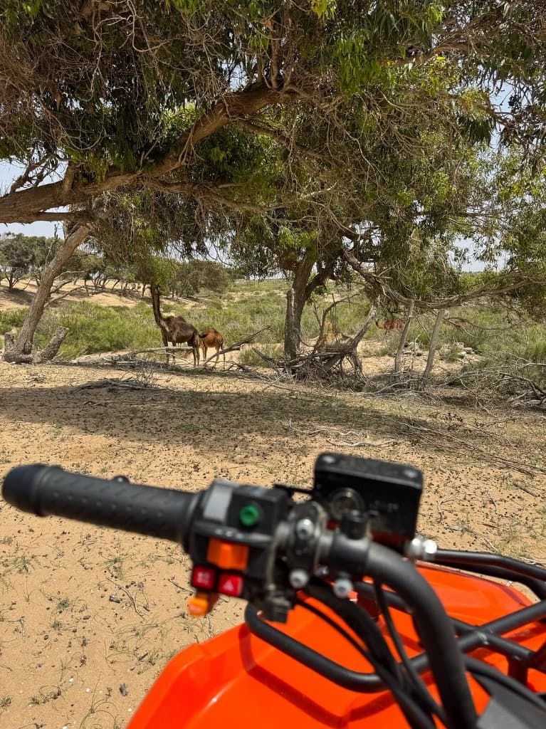 Rider POV from orange quad looking at camels under argan trees near Essaouira