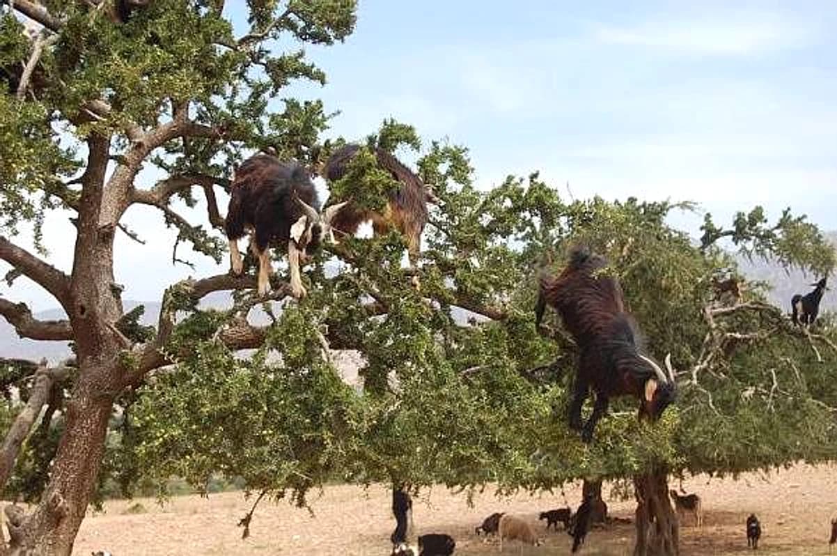 Goats climbing argan tree branches in the Essaouira hinterland