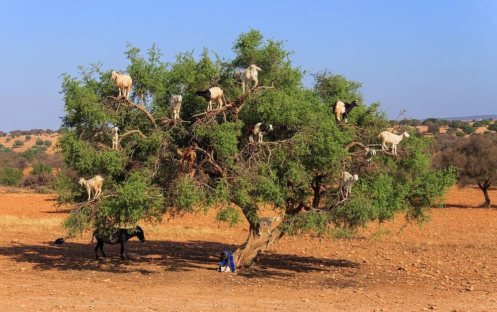 Argan Forest Quad Trails near Essaouira